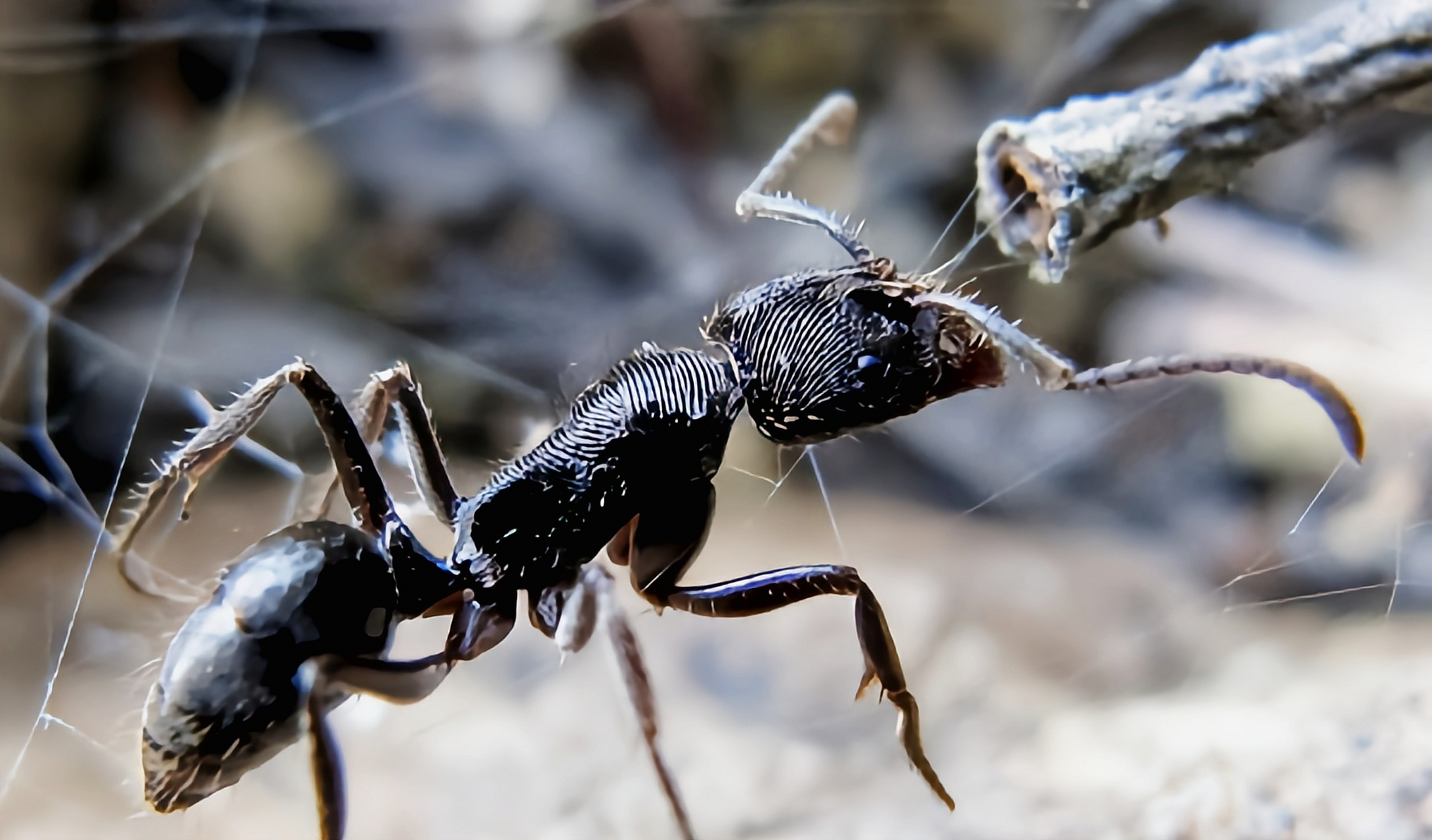 跨年创作挑战赛# 横纹齿猛蚁在我国分布于浙江,广东,广西,云南,海南