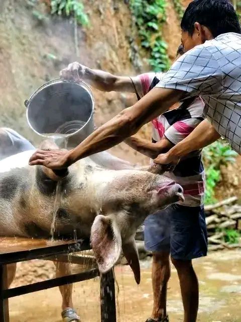 杀猪清理猪肠子图片图片