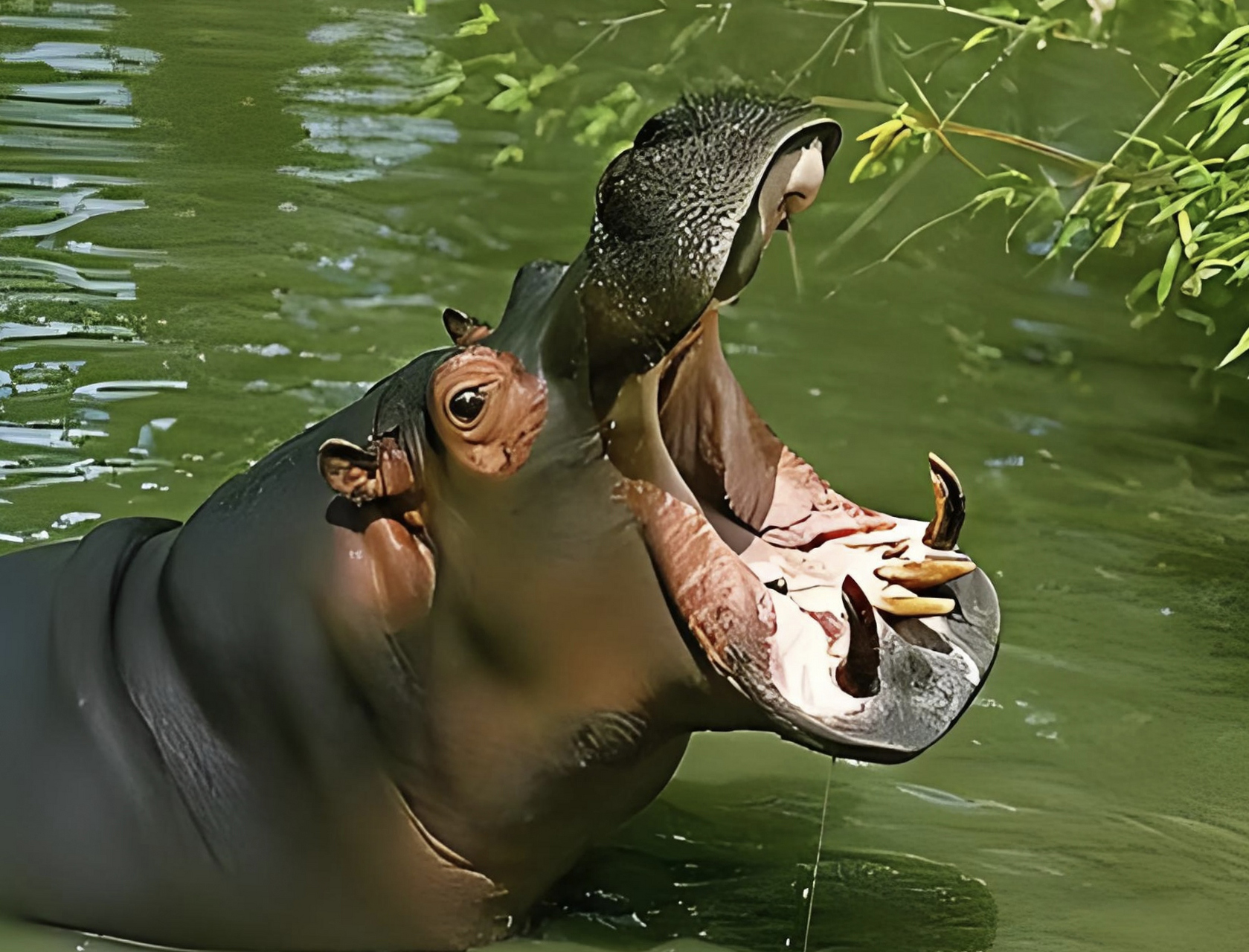 跨年创作挑战赛# 河马别名尼罗河河马,共有3个亚种.