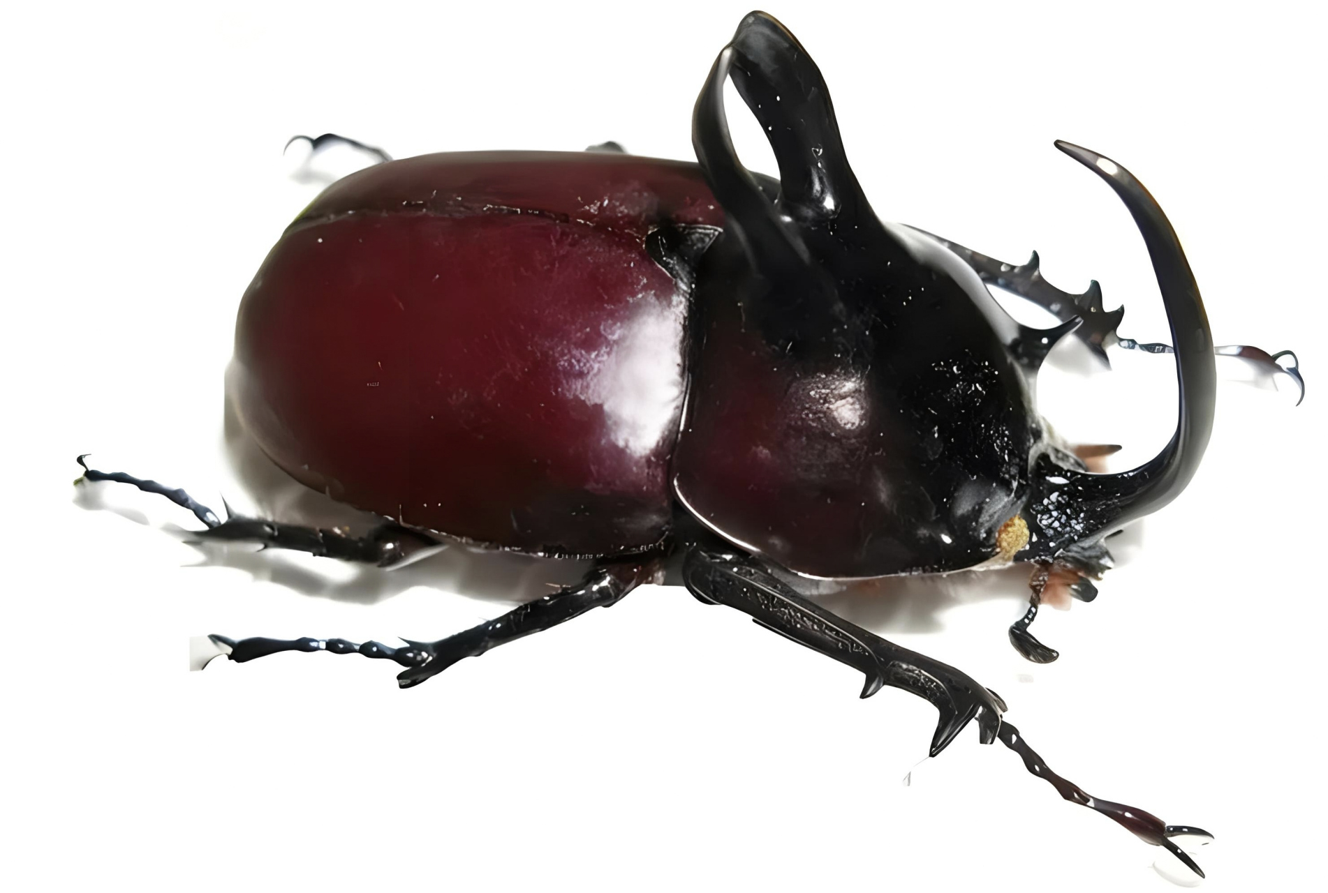 跨年创作挑战赛# 兔耳尤犀金龟别名兔子兜,分布于中南半岛的泰国至