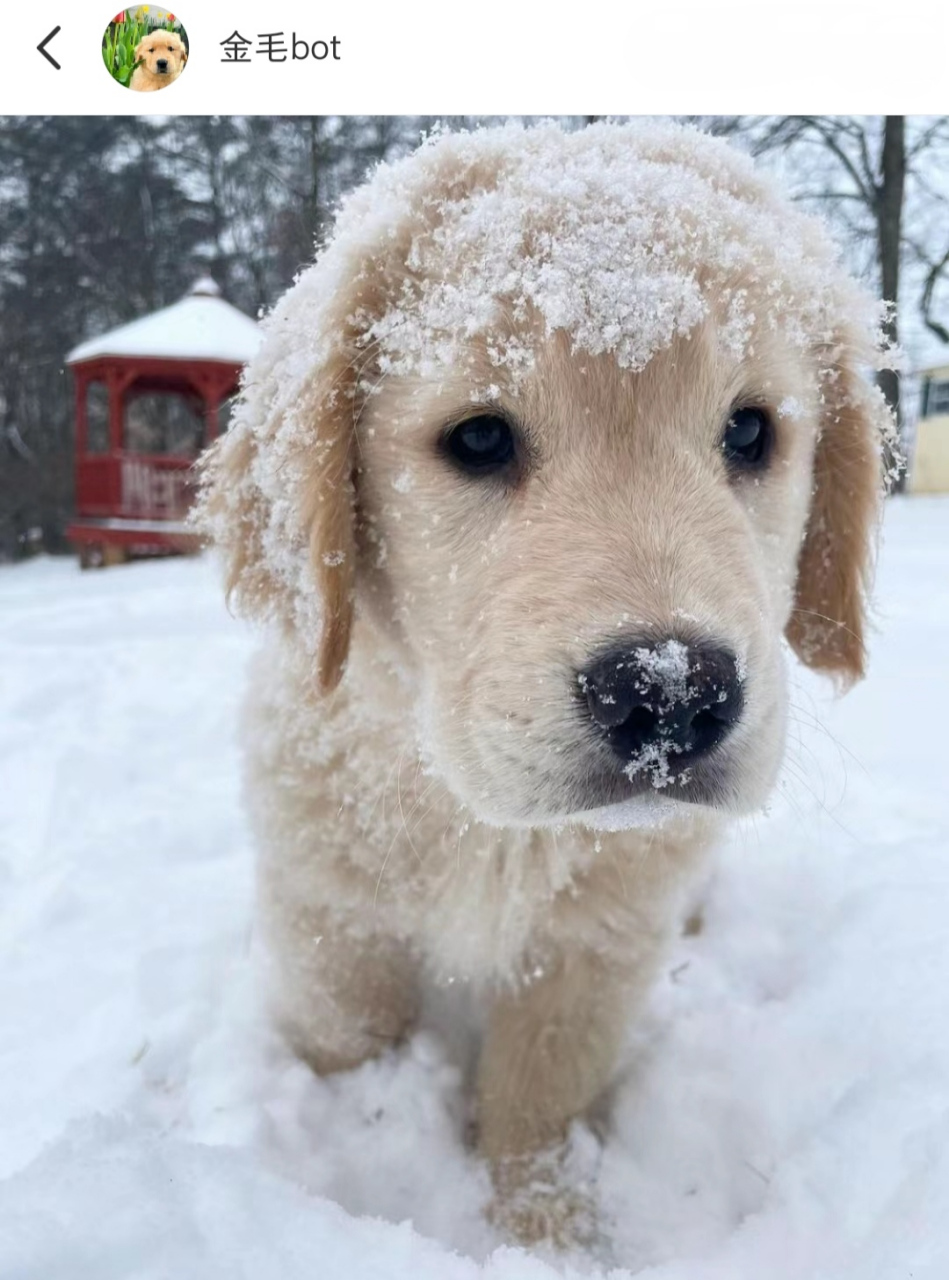 狗玩雪表情包图片