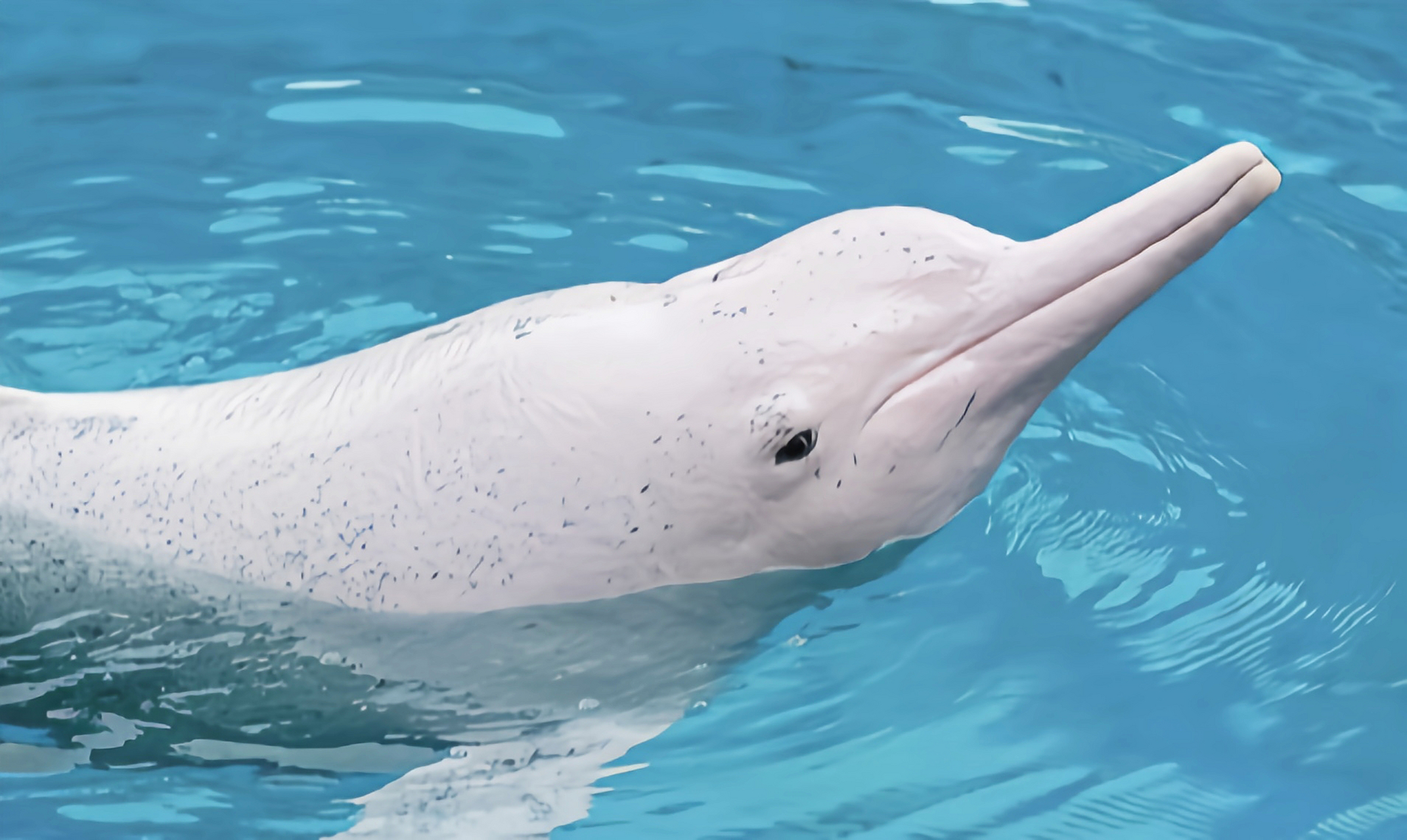 跨年创作挑战赛# 白鳍豚别名中华江豚,我国一级重点保护动物.