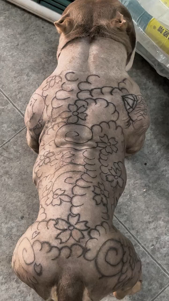 恶霸犬加上纹身之后更霸气了-度小视