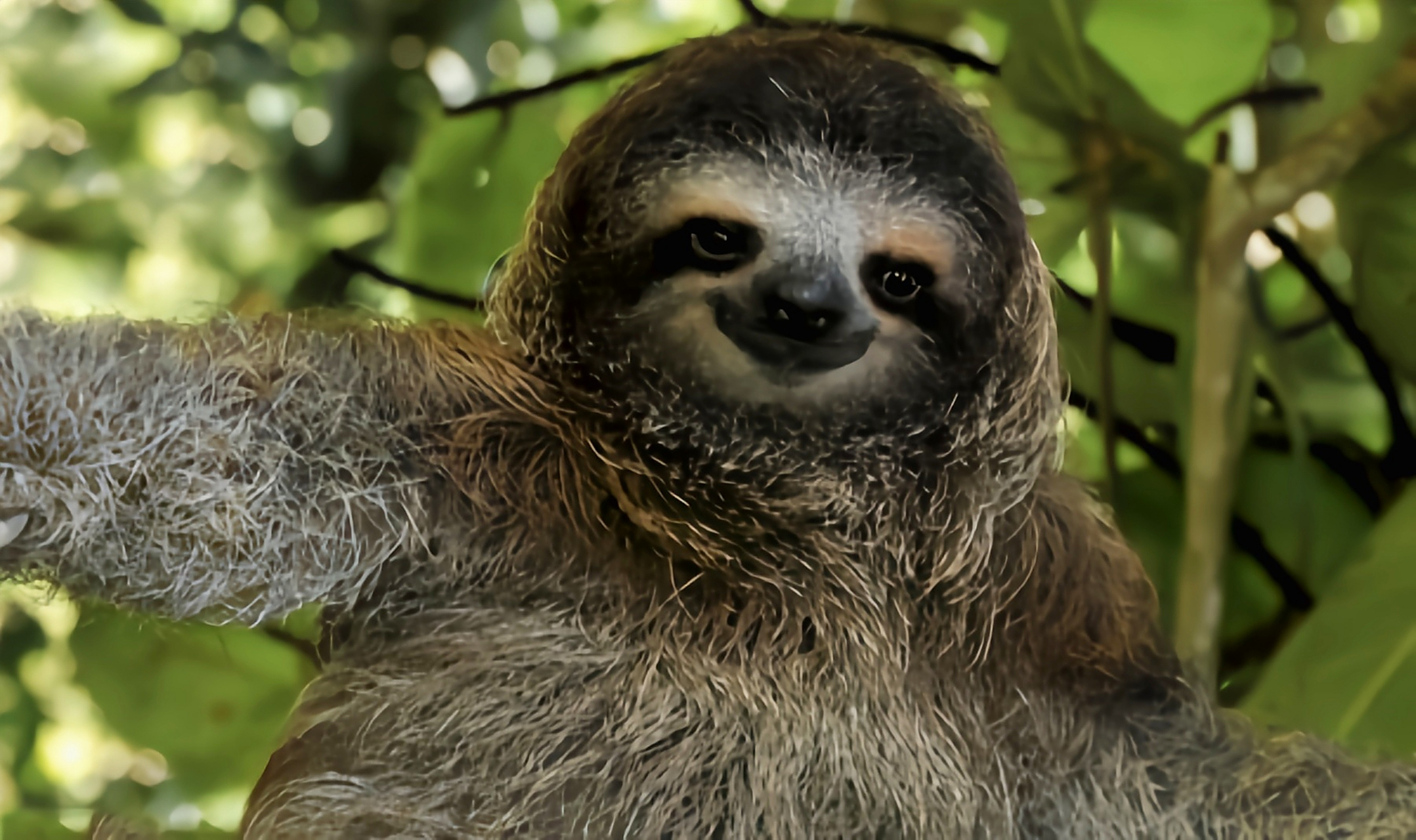 它是世界上动作最慢的哺乳动物,代谢也慢,大约一周上一次厕所.