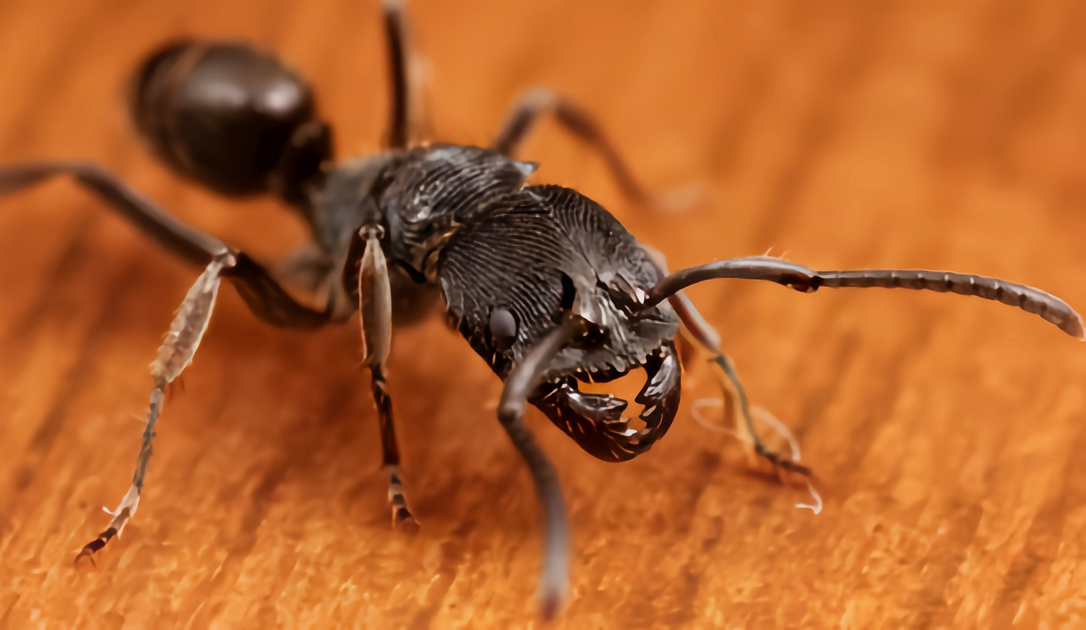 跨年创作挑战赛# 横纹齿猛蚁在我国分布于浙江,广东,广西,云南,海南