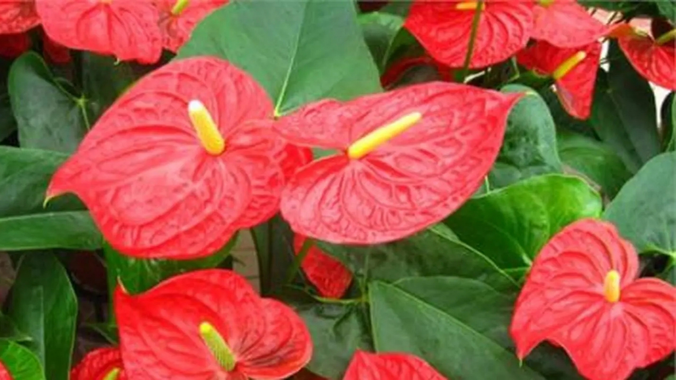 红掌,天南星科,花烛属多年生常绿草本花卉.