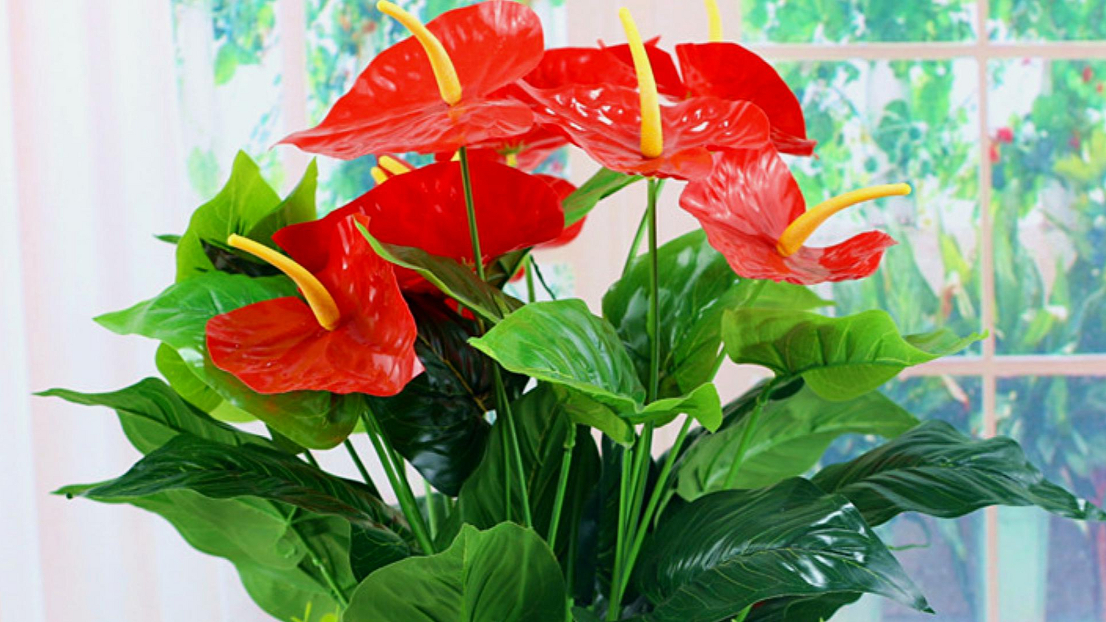 红掌,天南星科,花烛属多年生常绿草本花卉.