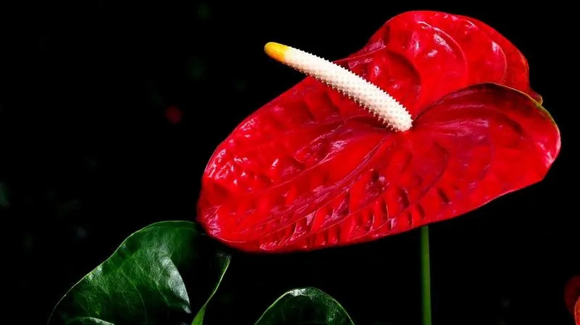 红掌,天南星科,花烛属多年生常绿草本花卉.