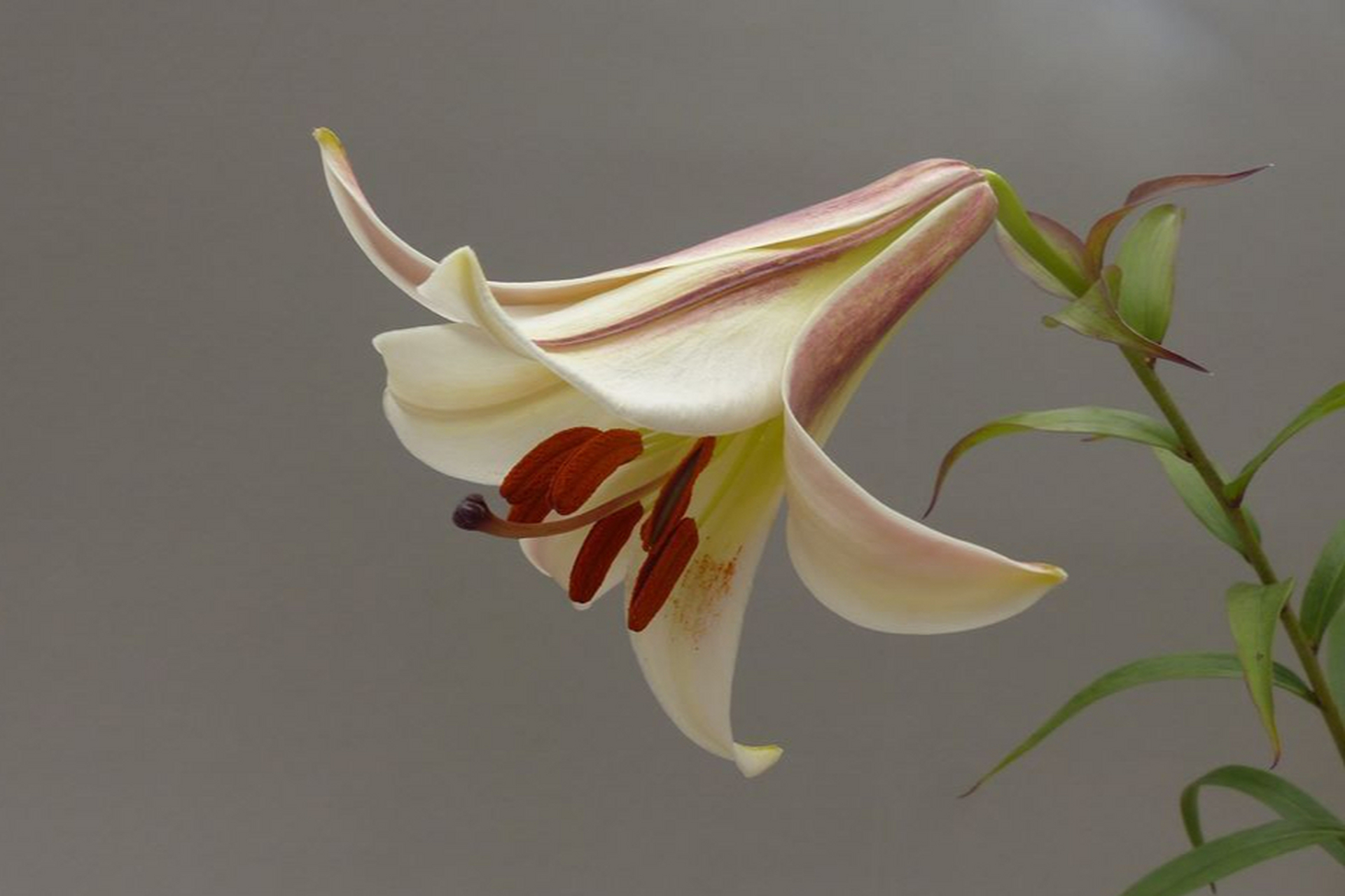 百合花是受欢迎的观赏植物,拥有独特的喇叭形花朵和丰富的颜色.