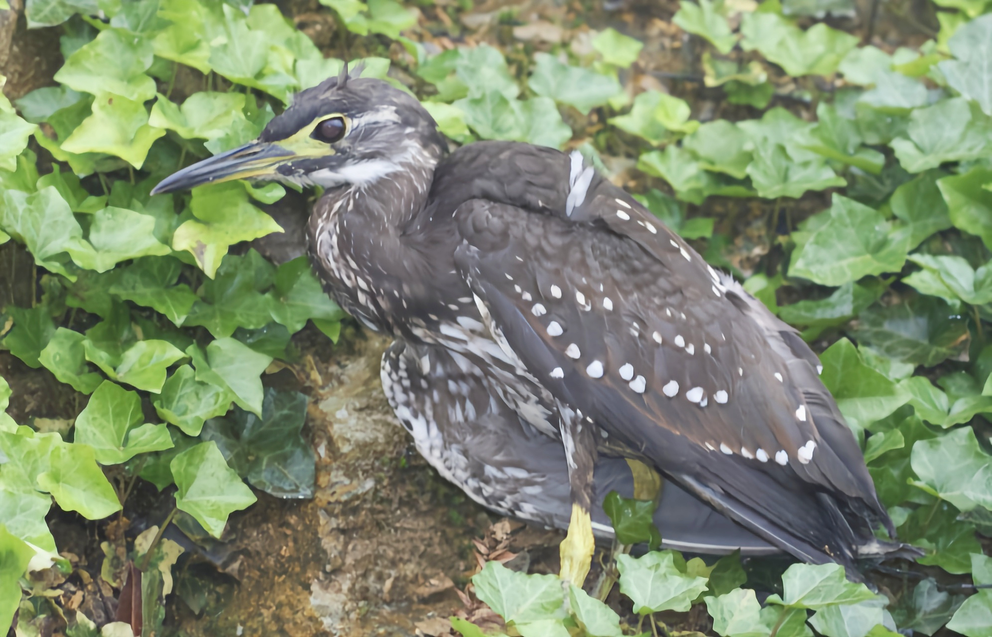 跨年创作挑战赛# 海南鳽别名海南虎斑鸠,我国特有物种,国家一级重点