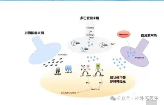 一文让你全面了解帕金森病异动症