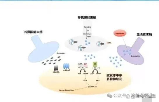 一文让你全面了解帕金森病异动症