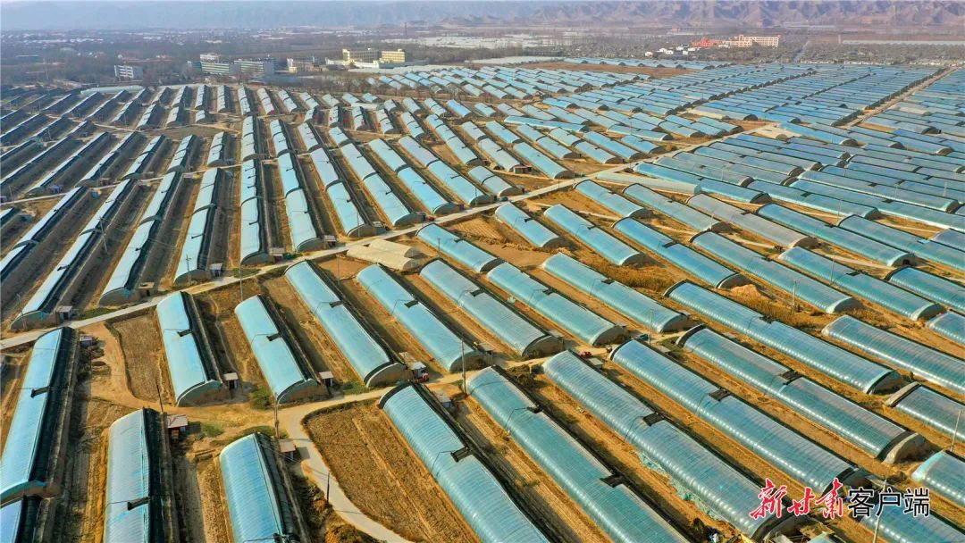 靖远县北湾镇密刺黄瓜俏销