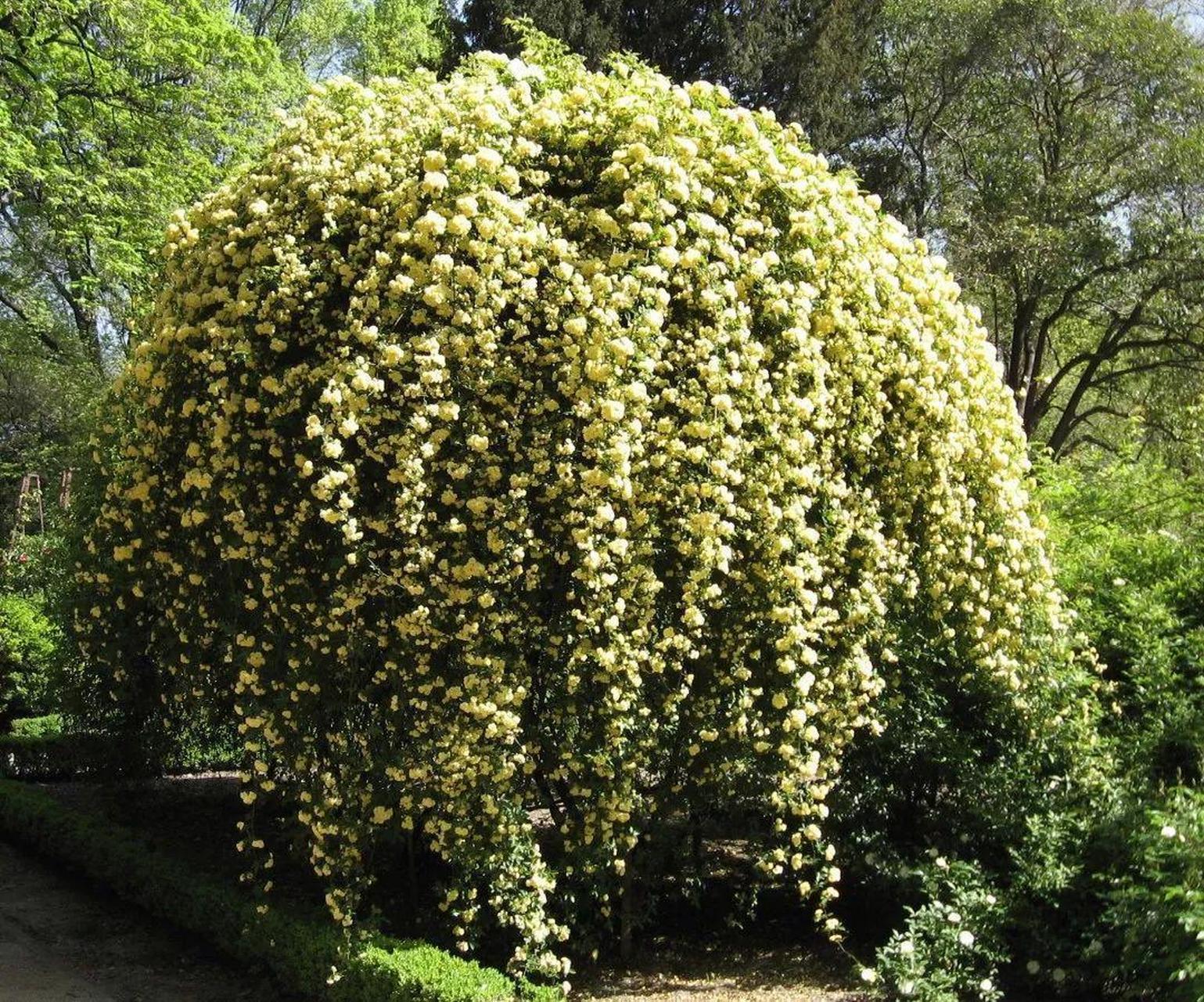 北方爬藤耐寒花香植物图片