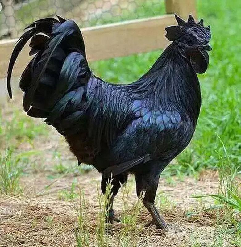 绿壳蛋鸡品种介绍