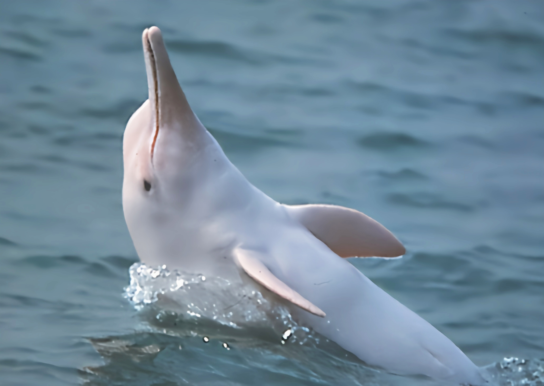 跨年创作挑战赛# 白鳍豚别名中华江豚,我国一级重点保护动物.