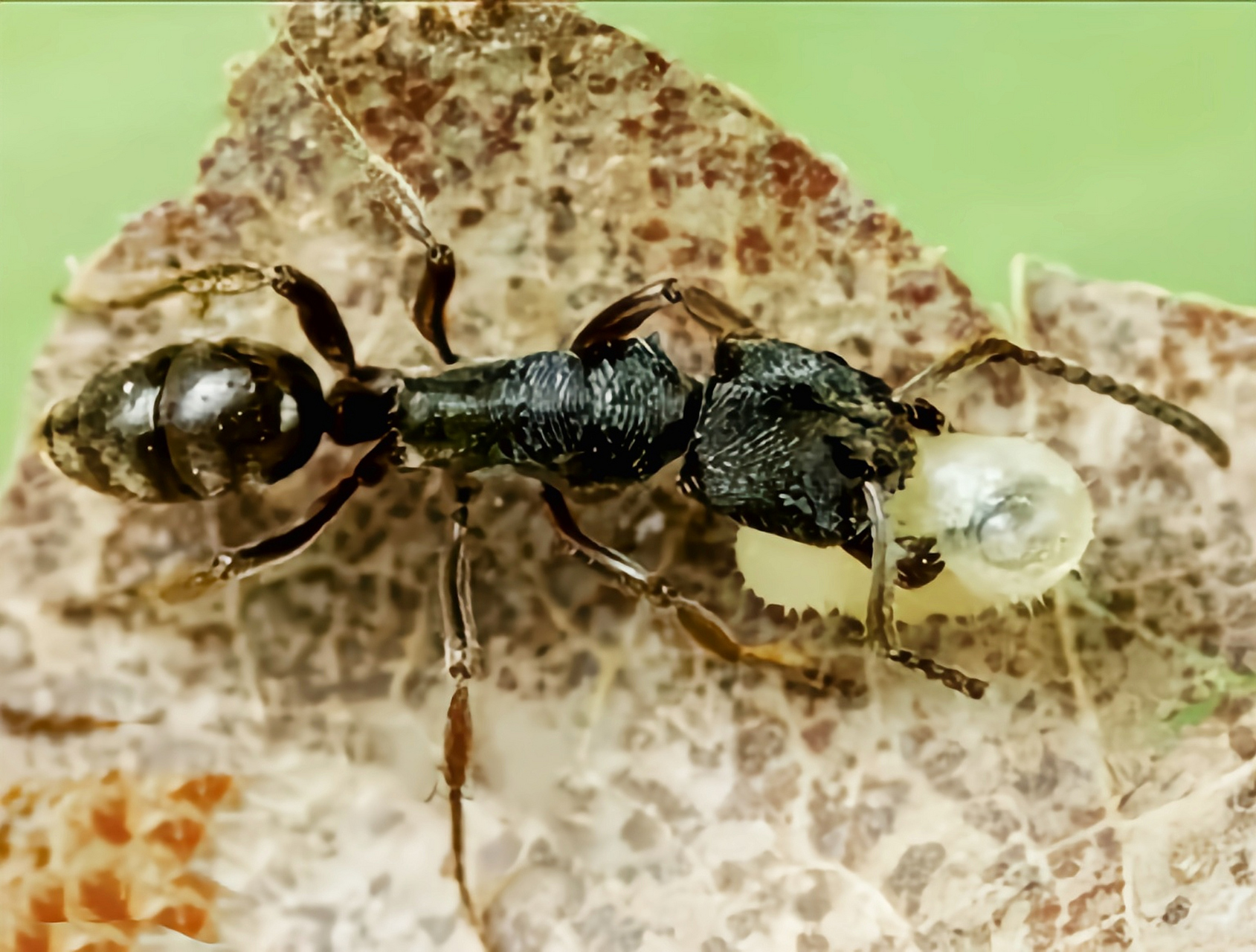 跨年创作挑战赛# 横纹齿猛蚁在我国分布于浙江,广东,广西,云南,海南