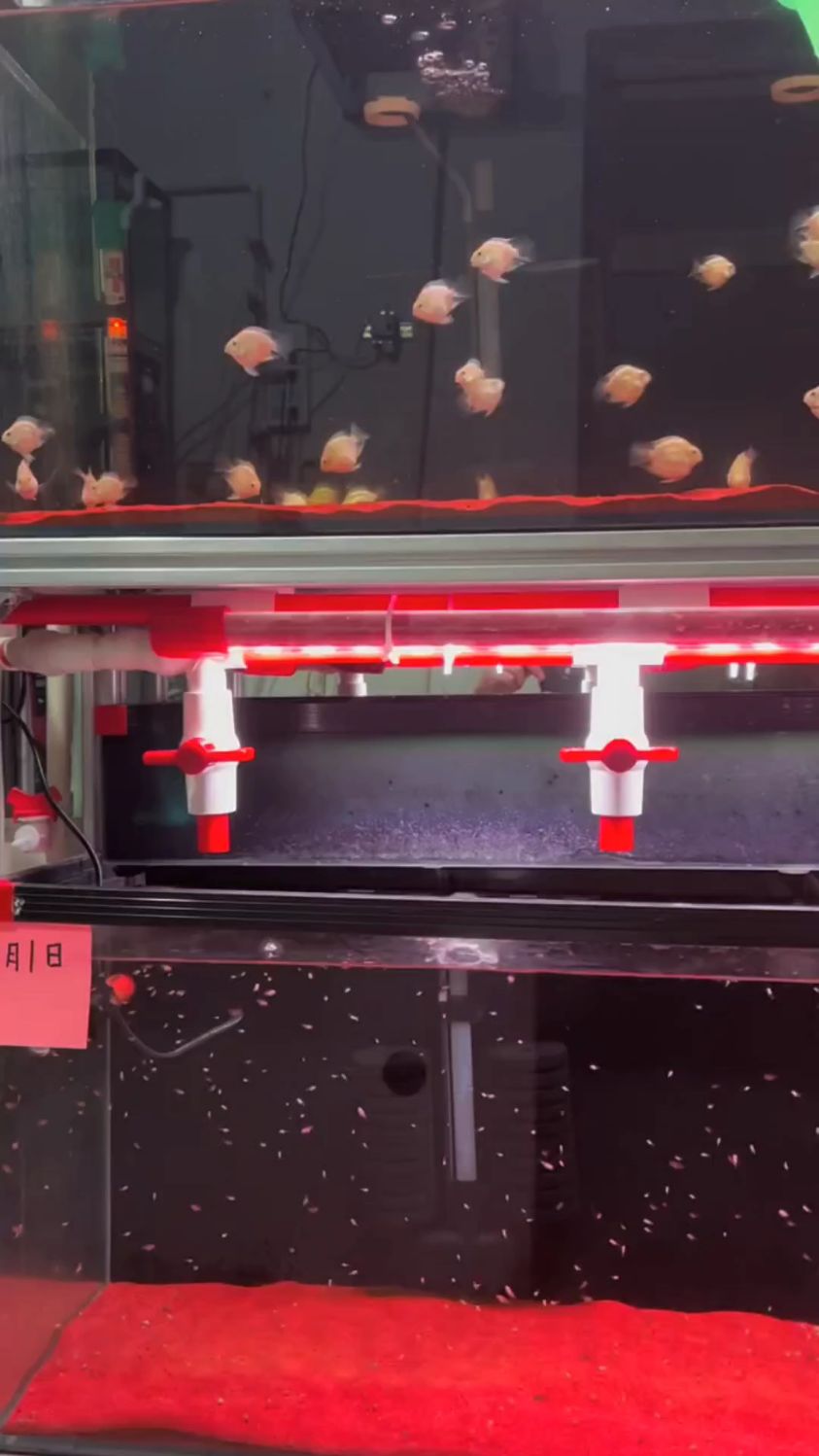 上面的迷你鹦鹉鱼,下面是它们的鱼苗,这群小家伙真是太能生了