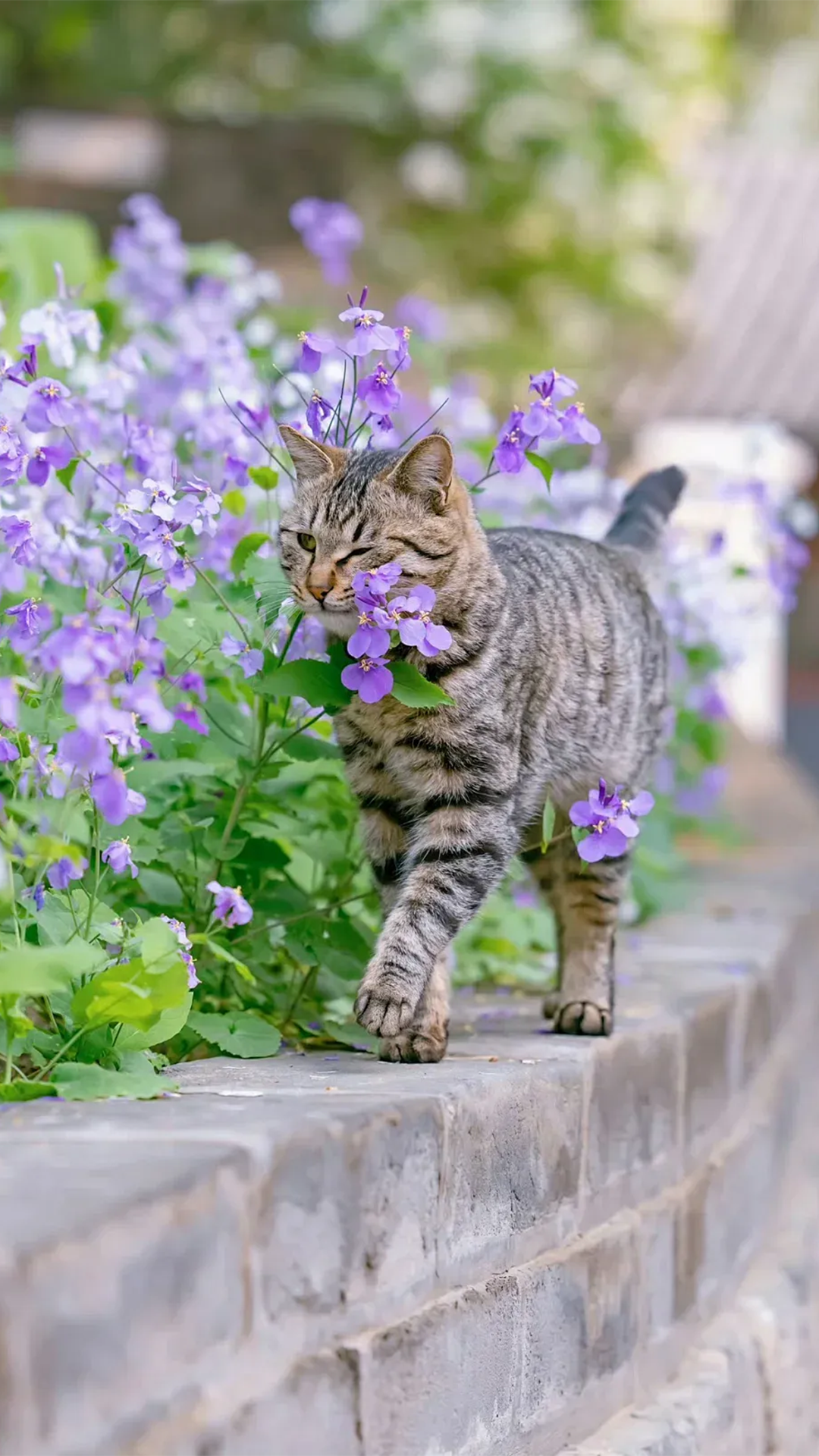 猫与花治愈系高清手机壁纸0472 @捕捉一点阳光的动态