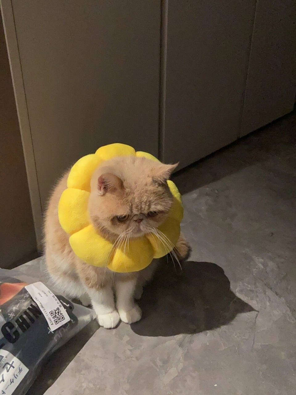大脸猫来袭  眯眯眼乳白加肥猫 戴上这个圈圈,显得脸更圆润可爱了