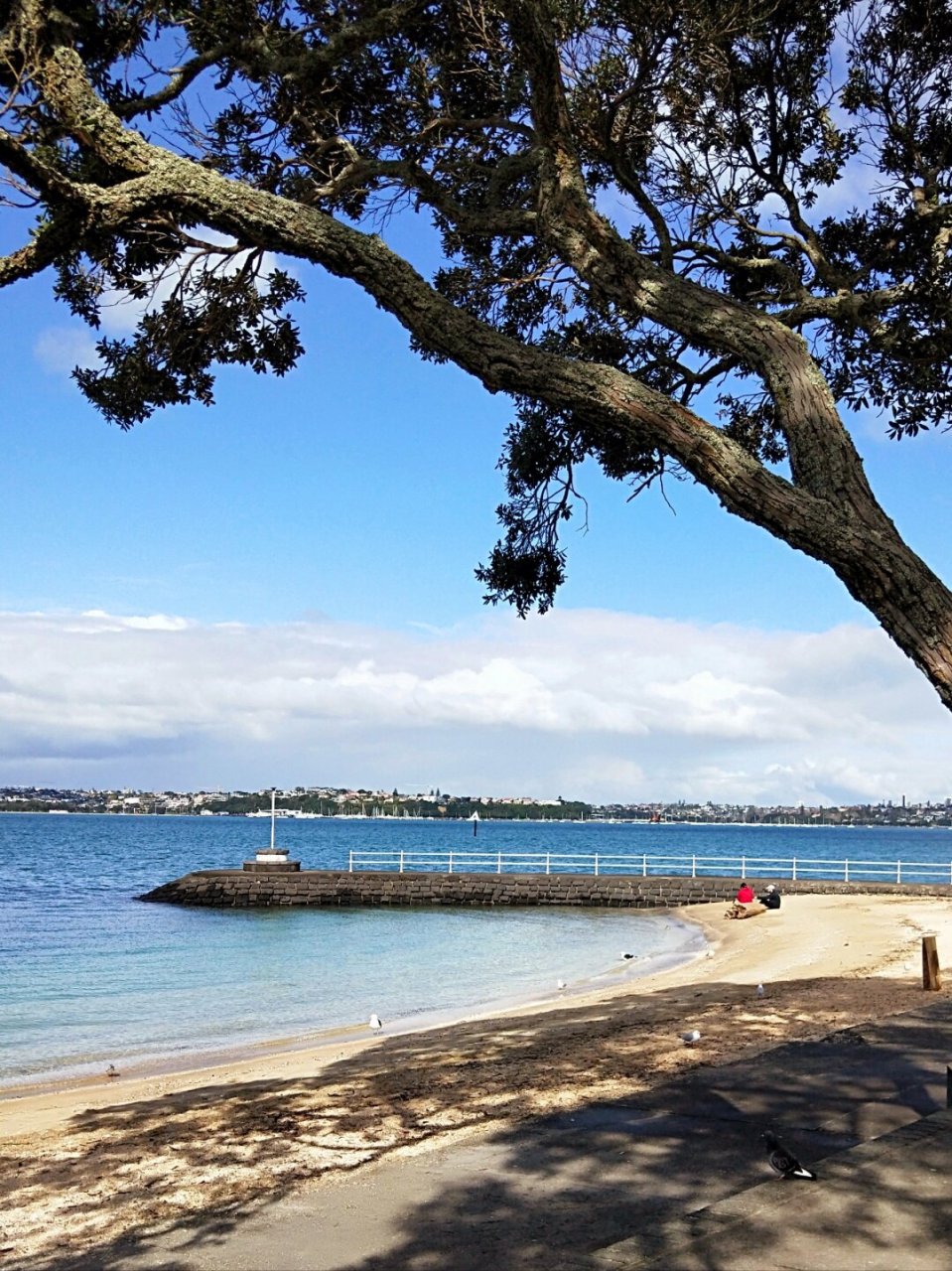 奥克兰北岸景点一日游攻略|新西兰  奥克兰北岸,这片充满特色的地区