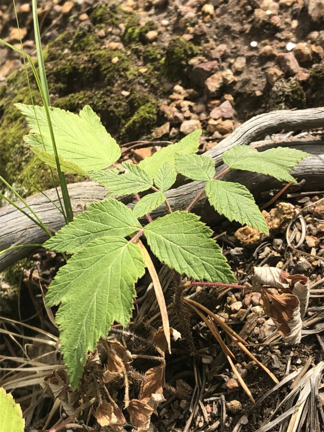 除了果子以外全身都是毛刺的树莓   美国红树莓是一种特别的植物,属于
