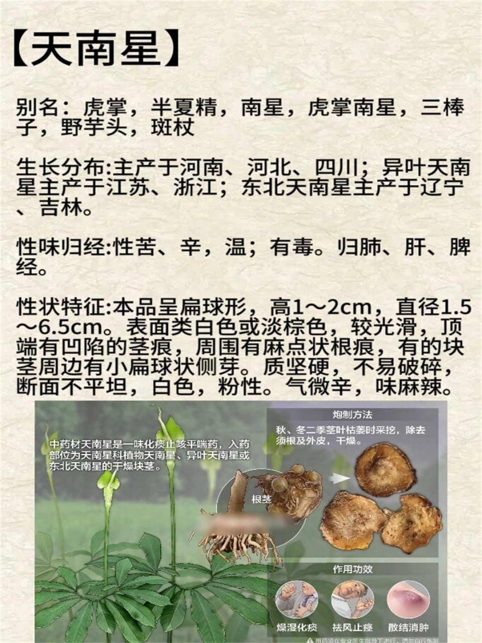 认识一种本草植物天南星  🌿别名:虎掌,半夏精,南星,虎掌南星,三