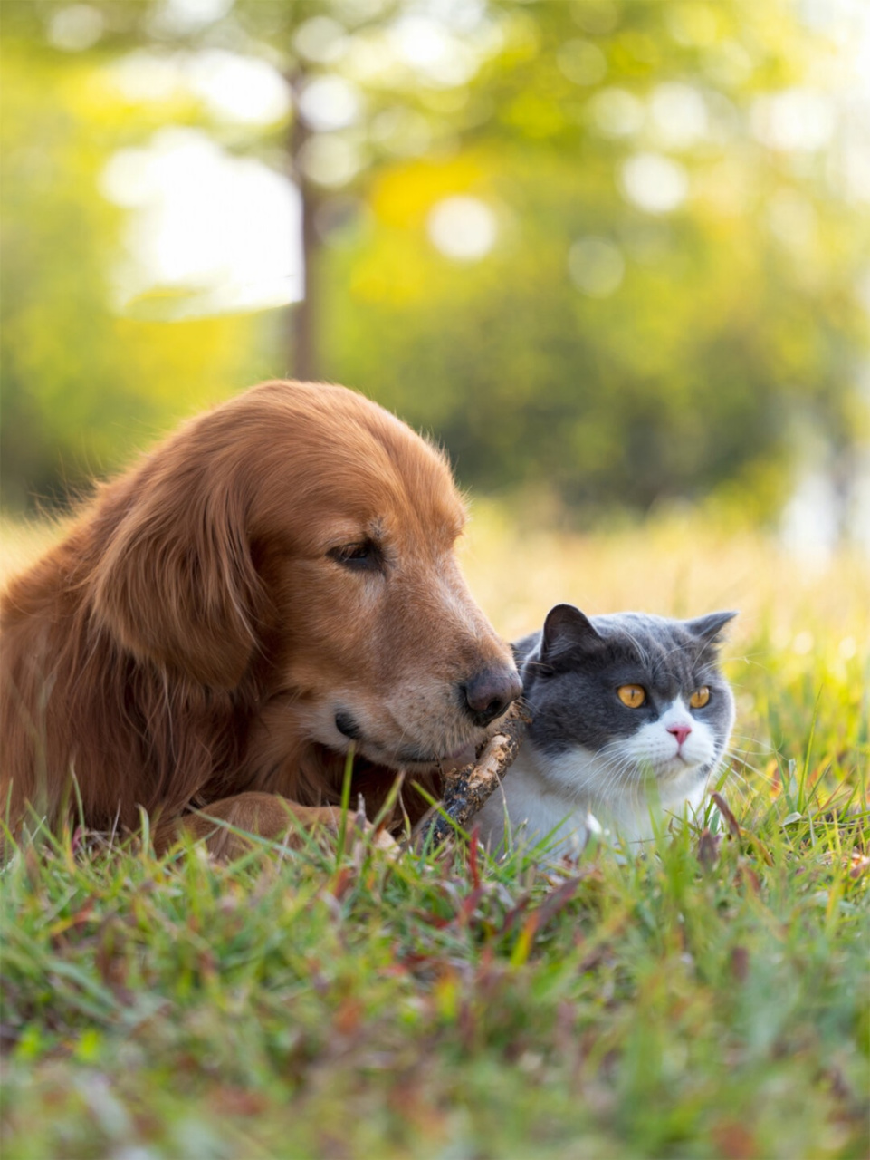 希望曲奇和包包能一直陪伴彼此,快乐成长!
