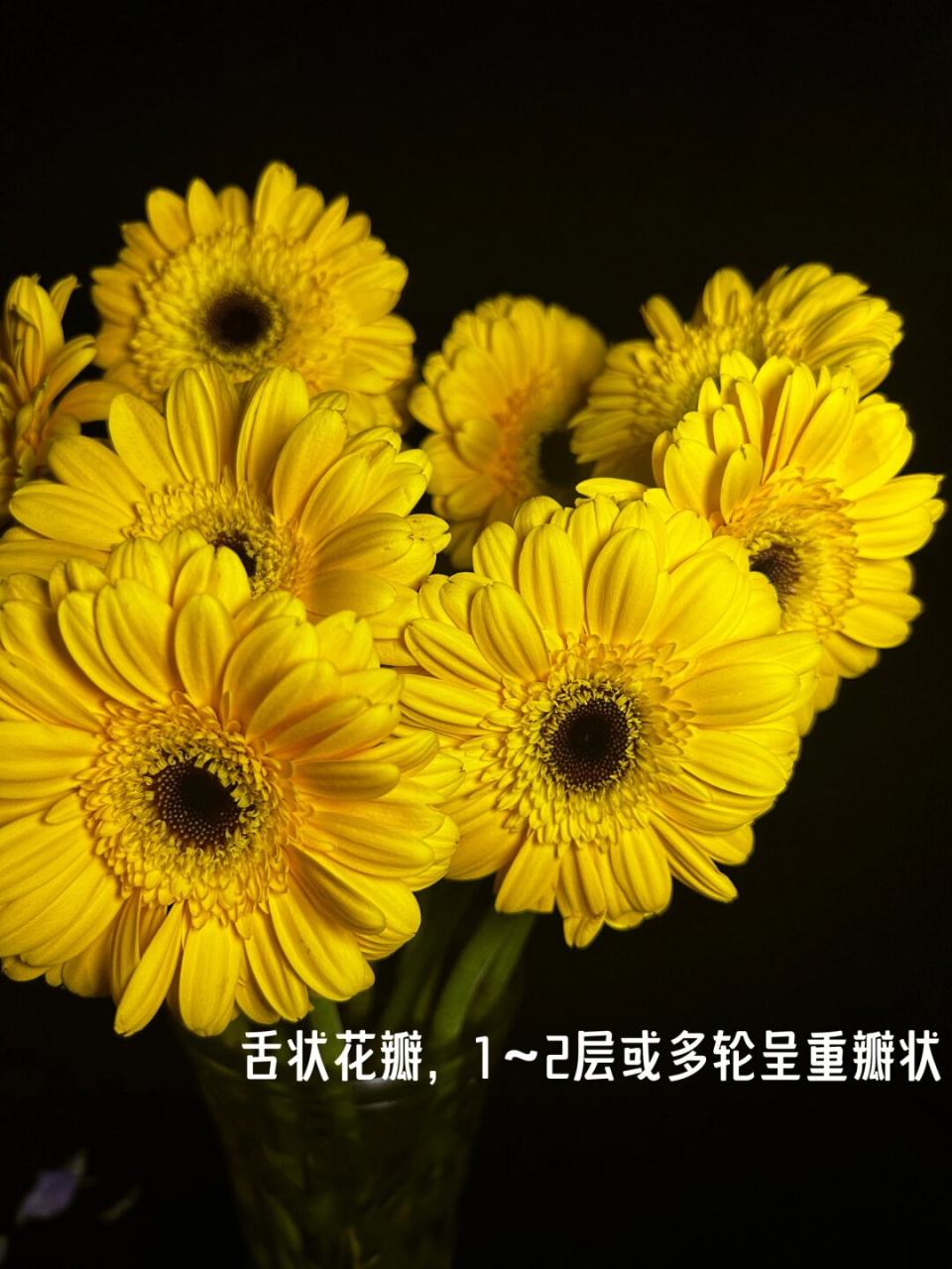 带你认识一种花  扶郎花,又名黄花,金针花,属于被子植物门,木兰纲,菊