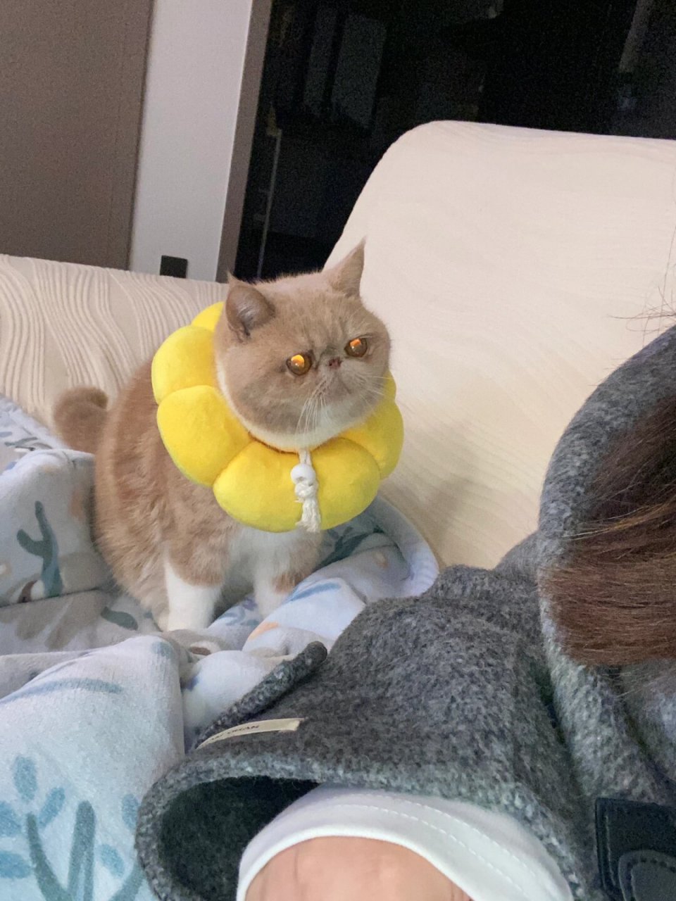 大脸猫来袭  眯眯眼乳白加肥猫 戴上这个圈圈,显得脸更圆润可爱了