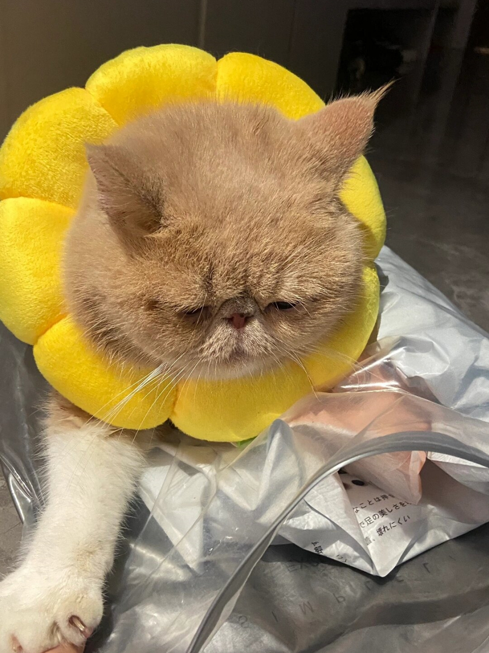 大脸猫来袭  眯眯眼乳白加肥猫 戴上这个圈圈,显得脸更圆润可爱了