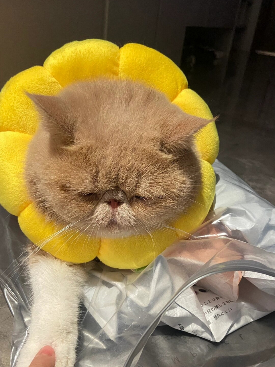 大脸猫来袭  眯眯眼乳白加肥猫 戴上这个圈圈,显得脸更圆润可爱了