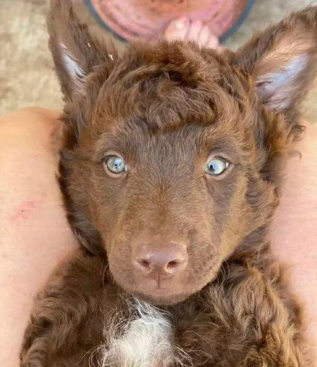 这是羊和狗发生了一段不寻常的关系,结果生下了一个既像羊又像狗的