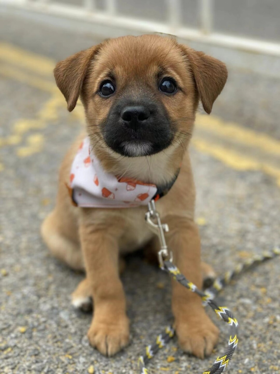 垃圾堆里长大的小土狗也可以很可爱  出生在垃圾堆的小奶狗frankie