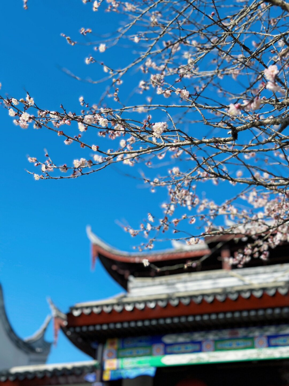 这些梅花在冬日的阳光下更加娇艳,为寂静的山寺增添了一抹生机勃勃的