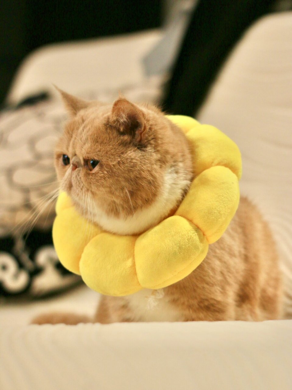 大脸猫来袭  眯眯眼乳白加肥猫 戴上这个圈圈,显得脸更圆润可爱了