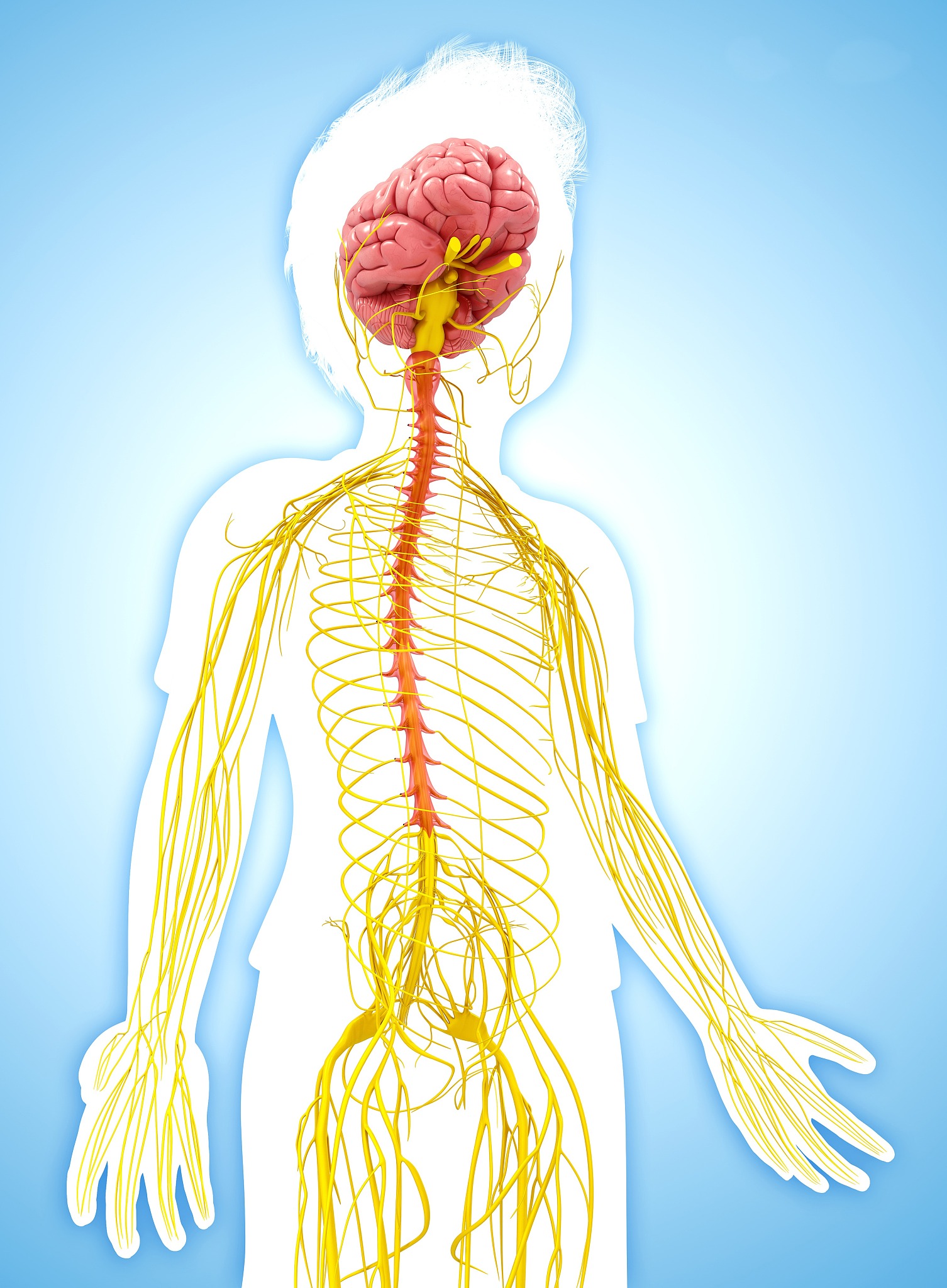 人体神经线路图图片
