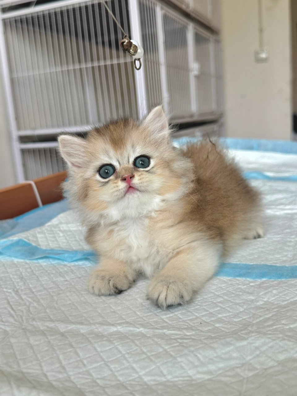 金渐层宝宝  金渐层宝宝是一种非常可爱和迷人的猫咪品种.