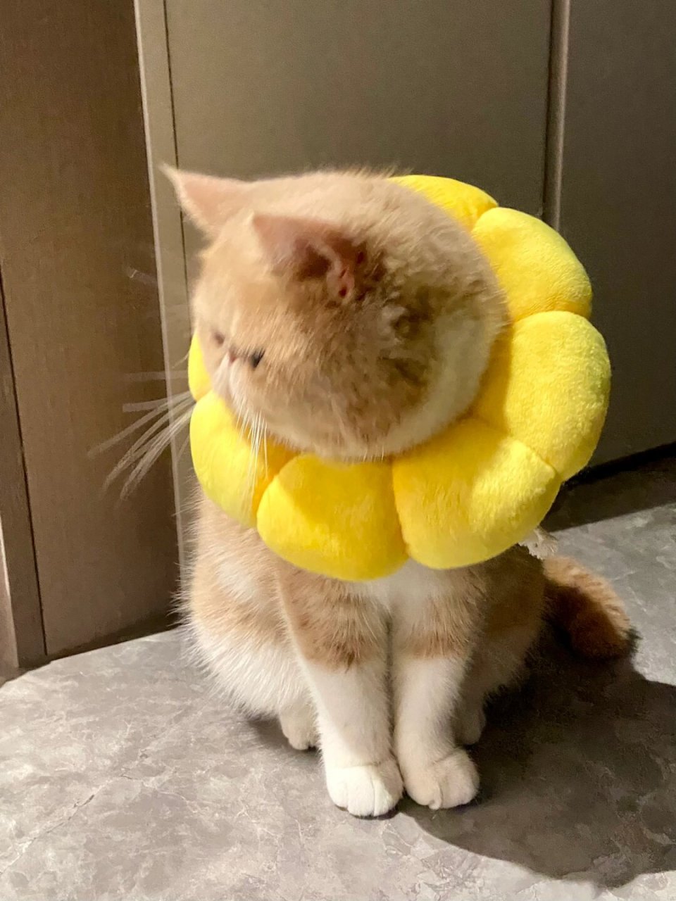 大脸猫来袭  眯眯眼乳白加肥猫 戴上这个圈圈,显得脸更圆润可爱了