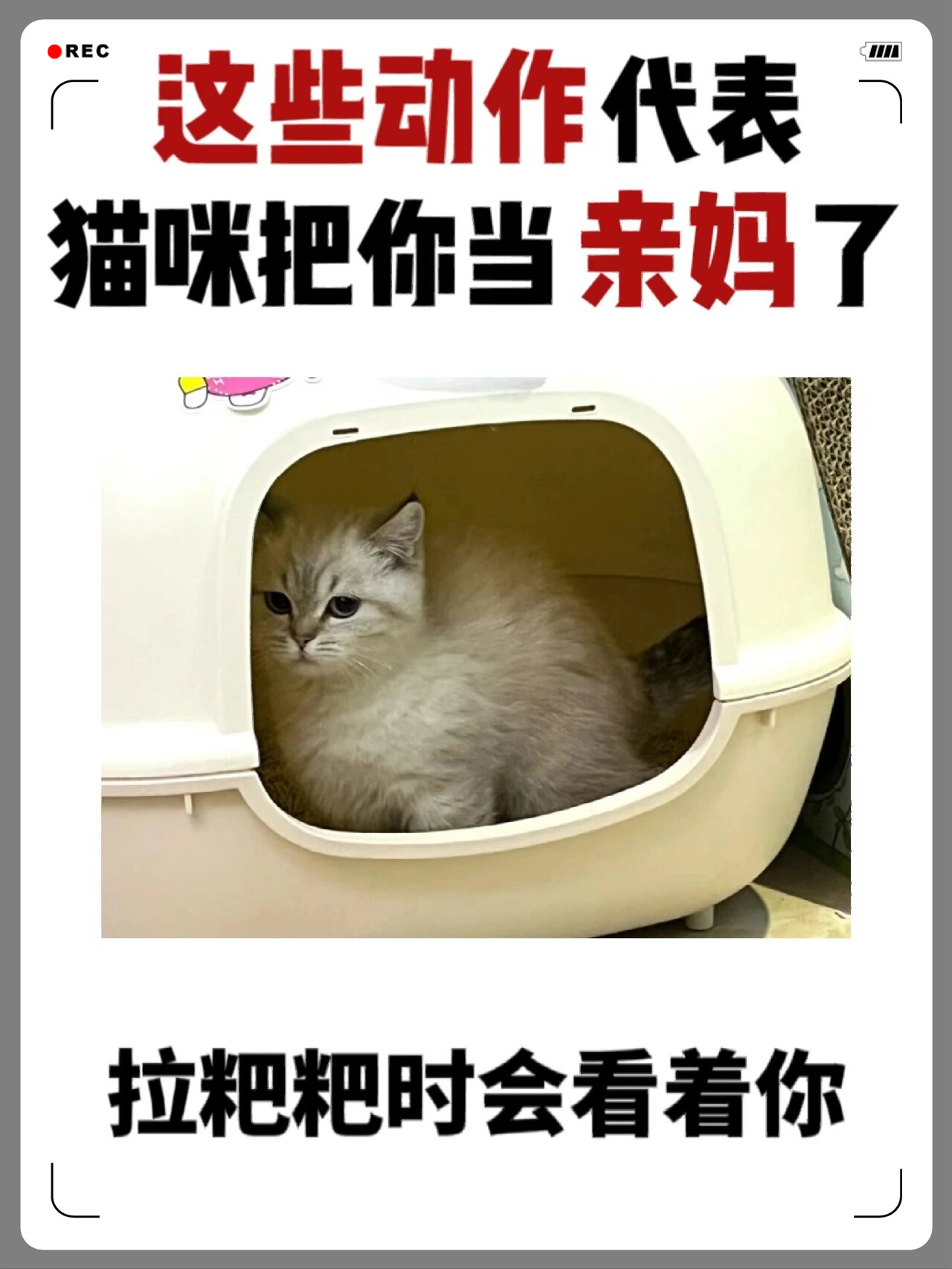 你家的喵主子是不是每次拉粑粑都要眼巴巴地看着你? 千万别走开哦