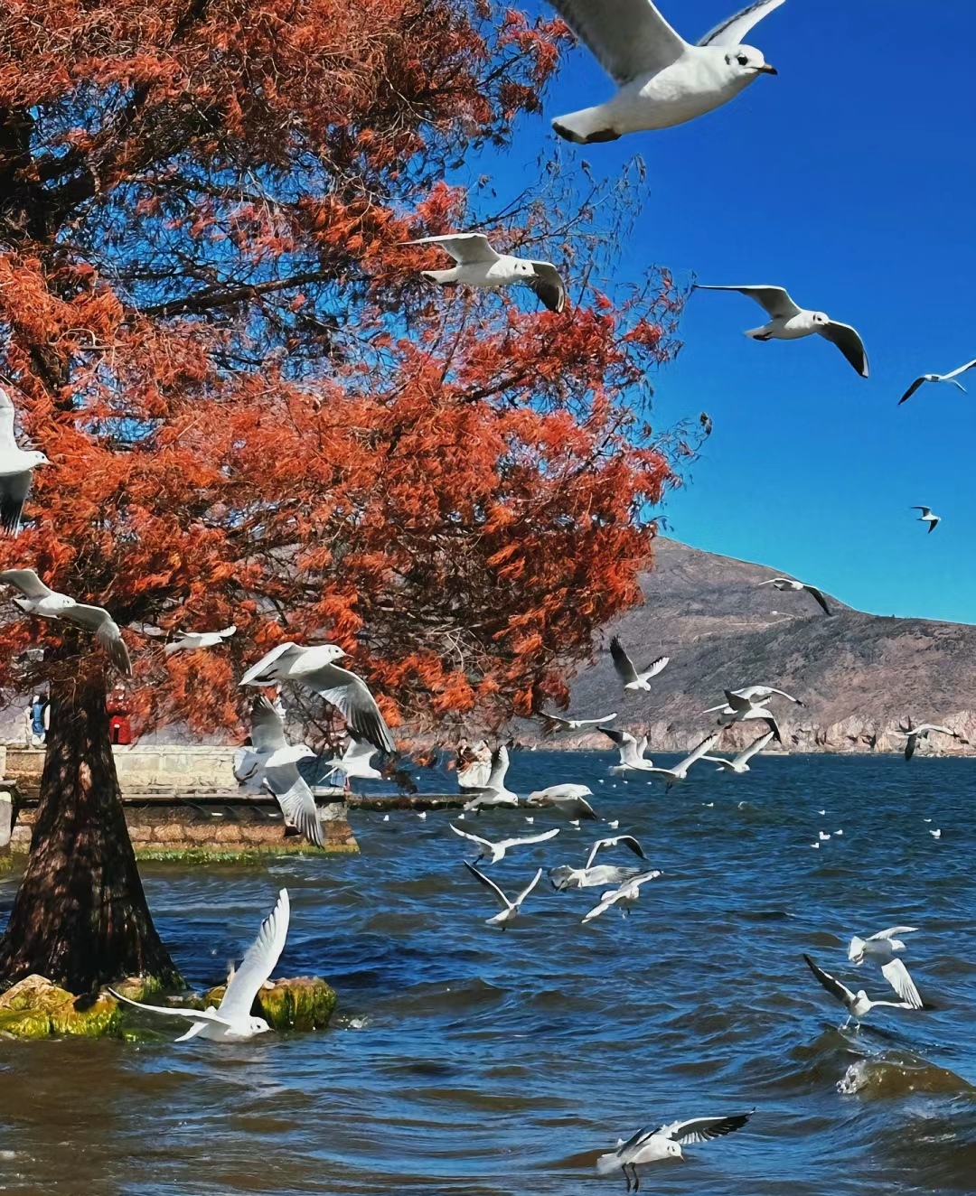 云南是一个让人流连忘返的地方让人心旷神怡让人沉思.#2024旅游指南