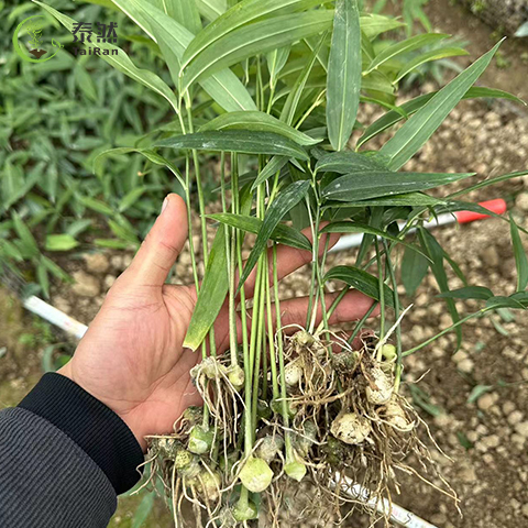 黄精可以生吃吗？