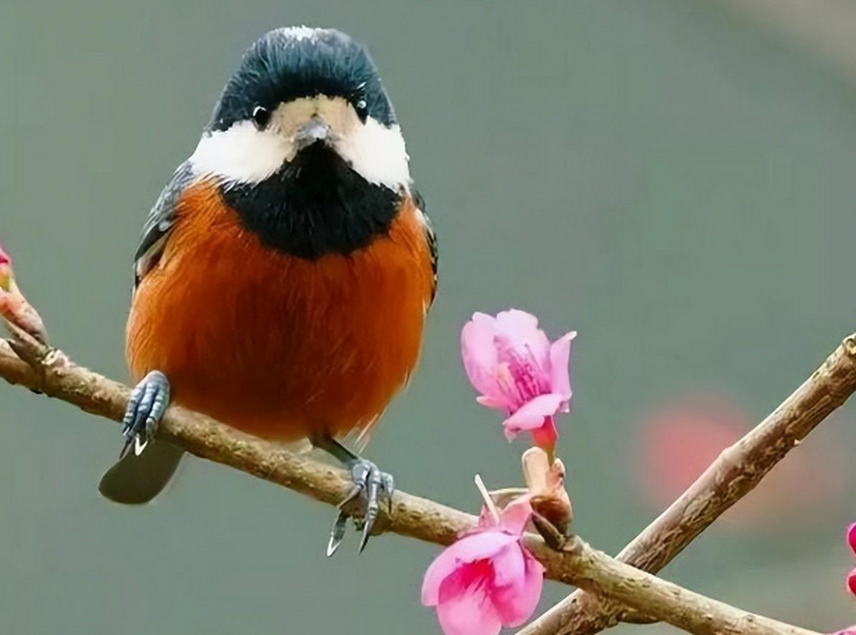 山雀科鸟类分布广泛,适应力强,有多种适应性行为.