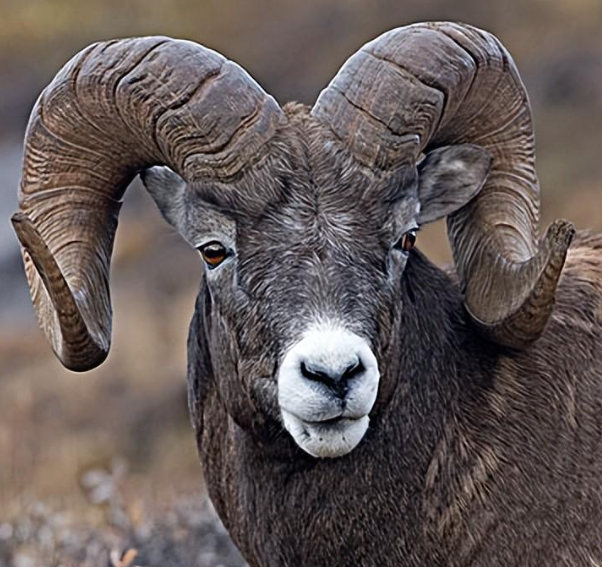 大角羊它们有什么特点,分布在哪里,生活习性有什么不同?