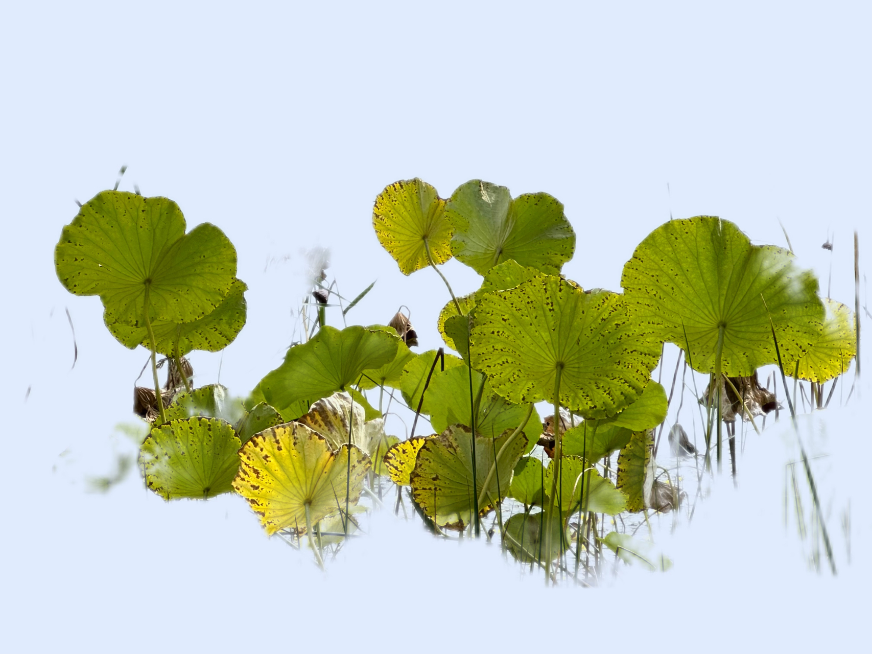 摄影笔记32 学习抠图体验,我用醒图修图软件的抠图功能将背景较乱的