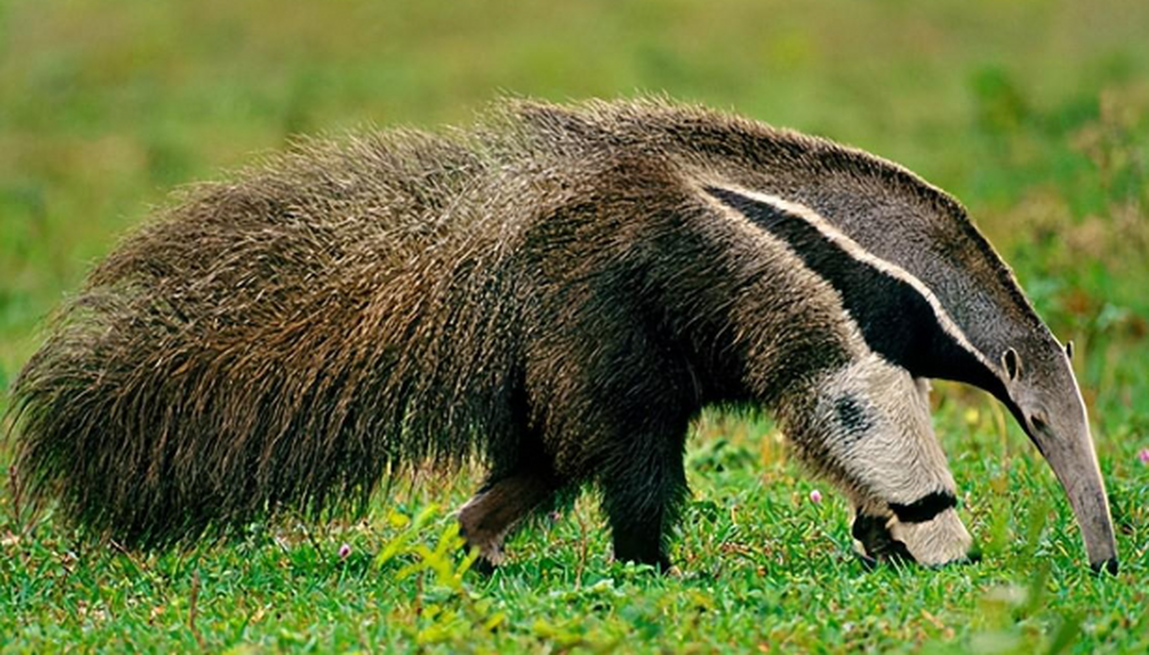 食蚁兽的系统发育和亚种多样性也备受关注,尽管还存在一些争议和需要