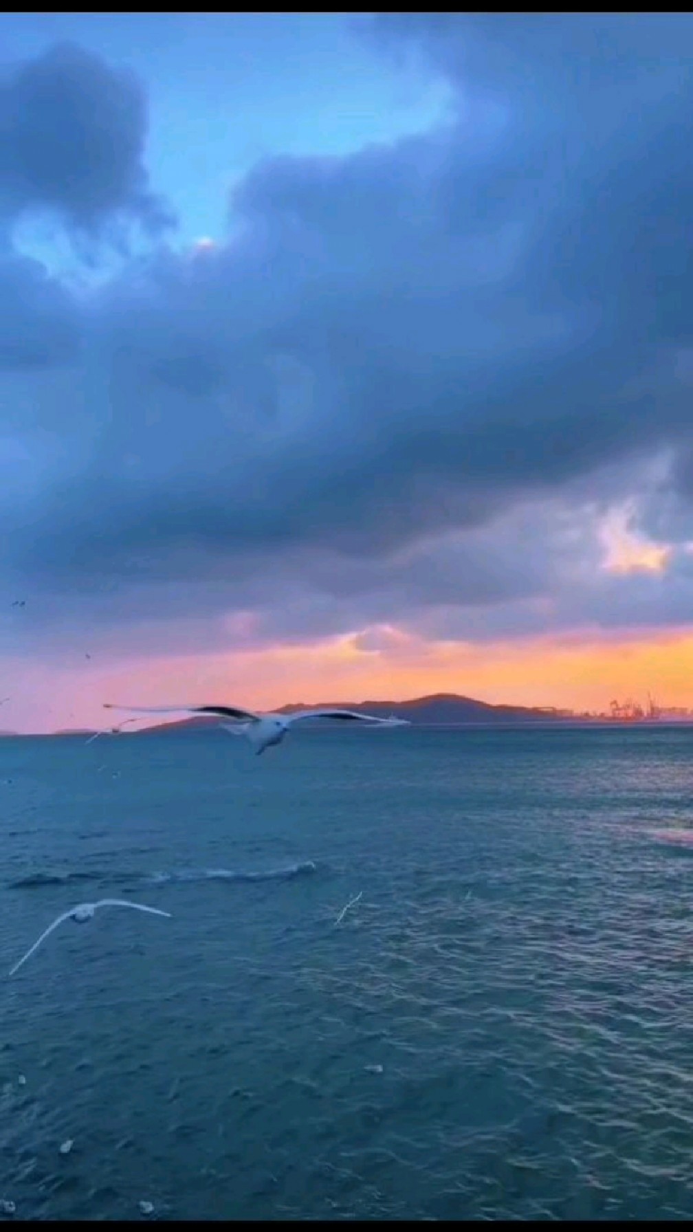 海鸥伴彩云,此景最销魂!夜幕下的山东青岛秒变人间仙境!