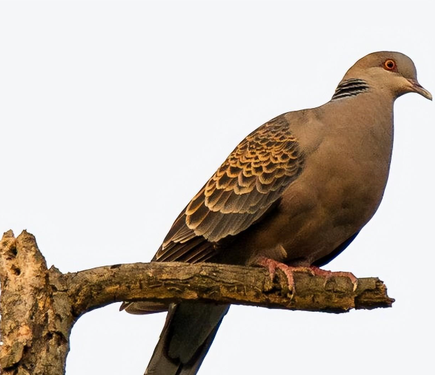 布谷鸟分布在哪里,有什么特点,食物来源是什么