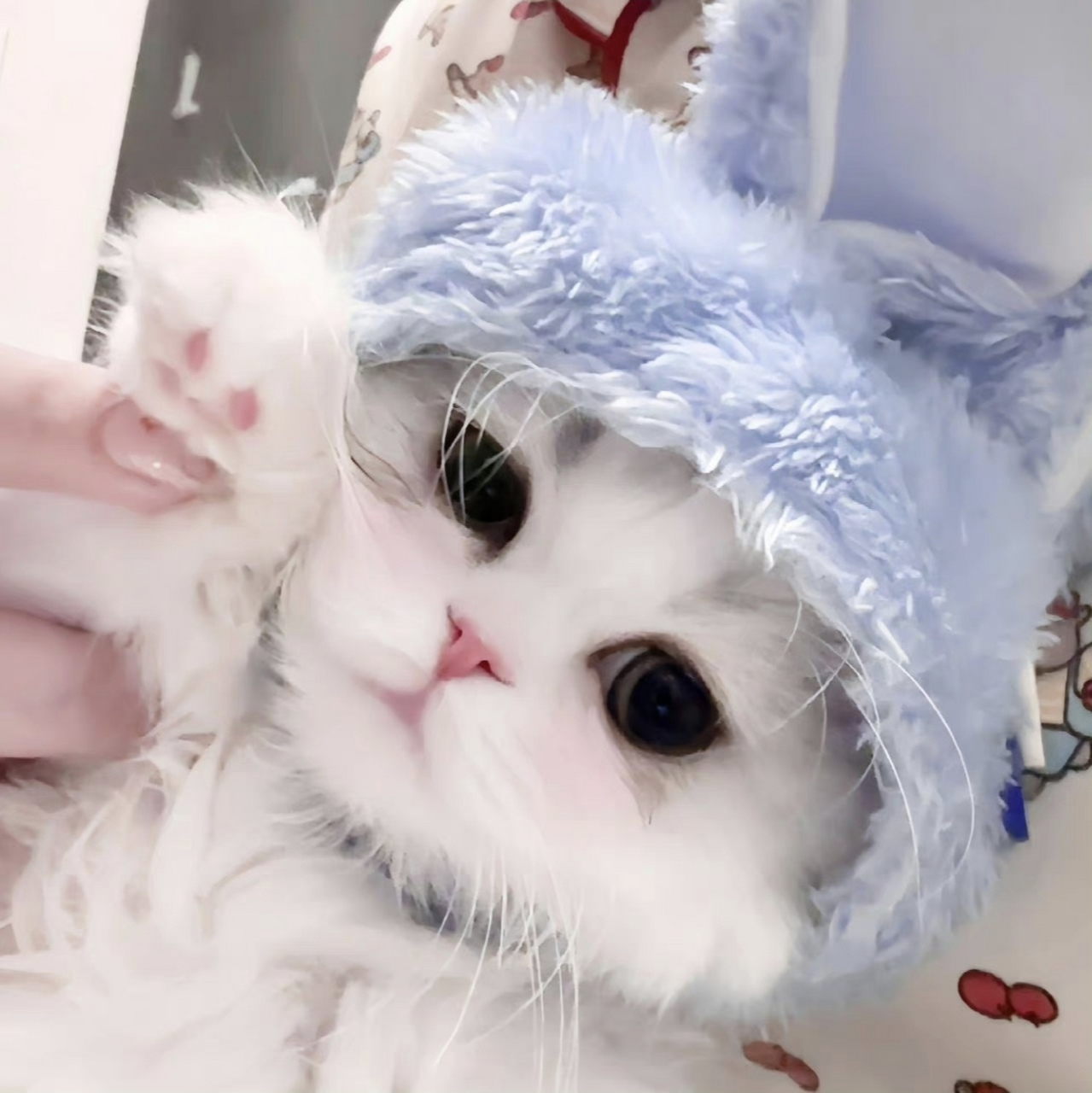 wechat/小猫头像🐱 世界破破烂烂,小猫缝缝补补 愿每一只小可爱都能