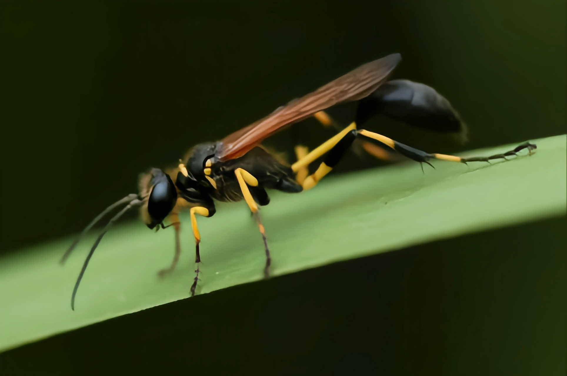 跨年创作挑战赛# 舍腰蜂别名金腰蜂,分布于大洋洲,非洲,南北美洲却